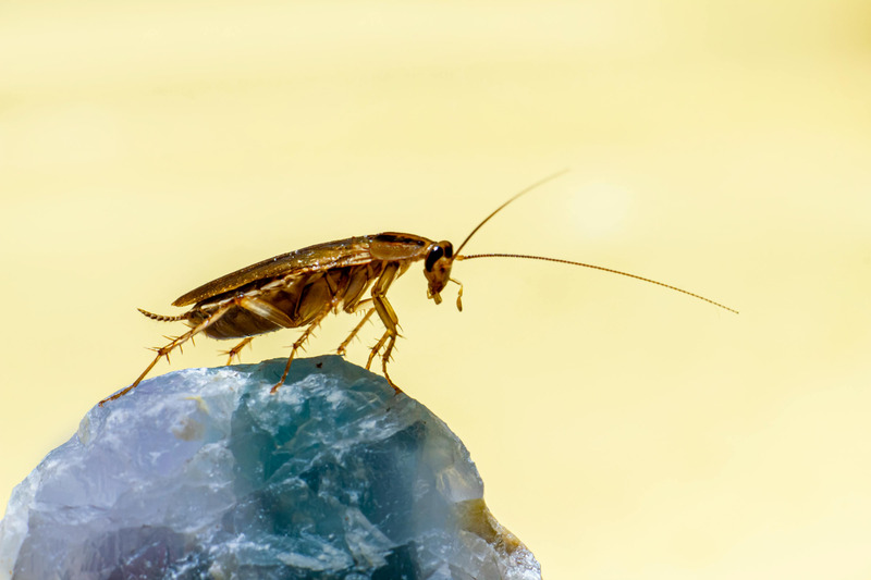 Fumigation en cas d'infestation de cafards