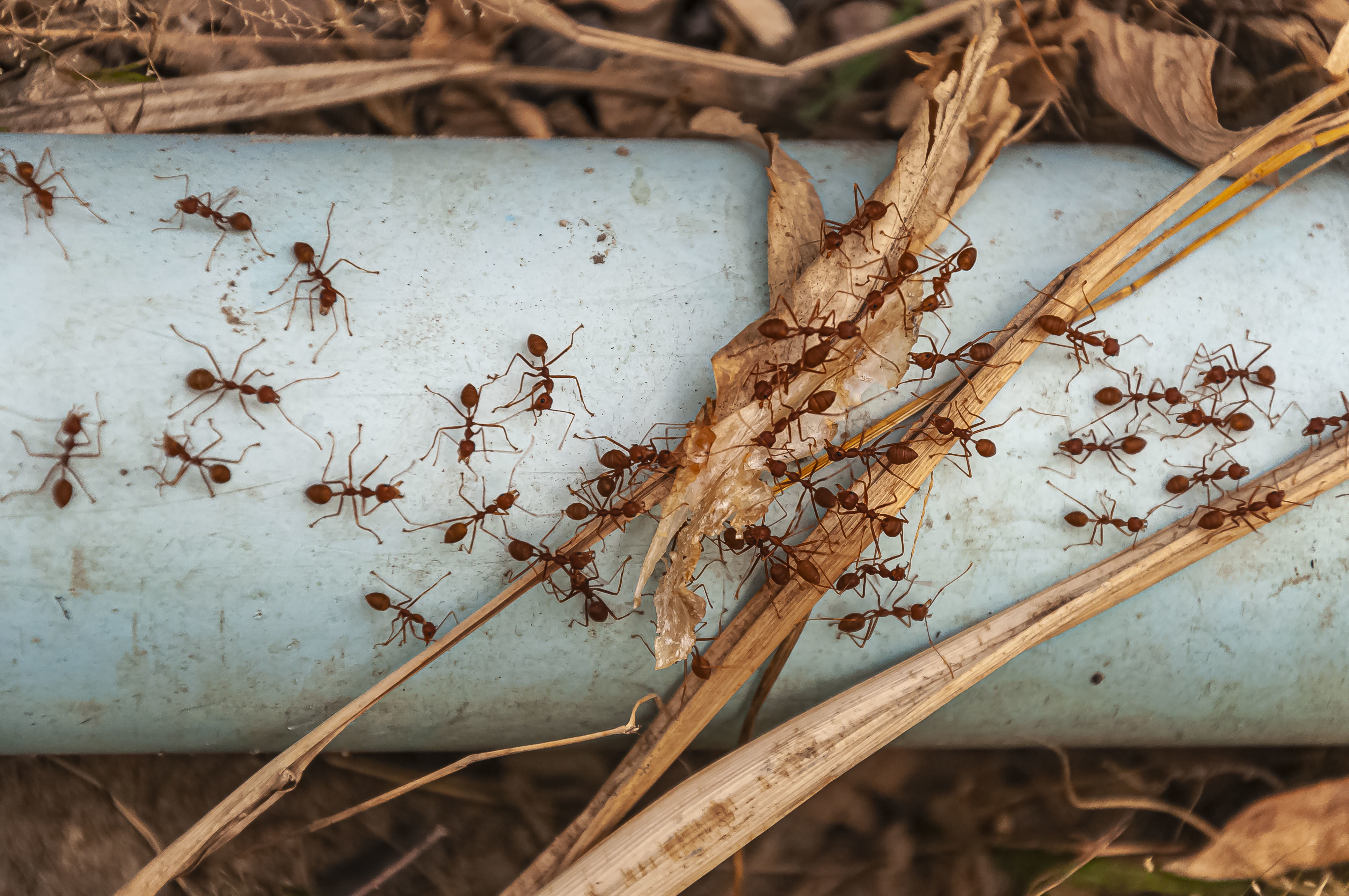Service de désinsectisation - élimination des insectes nuisibles