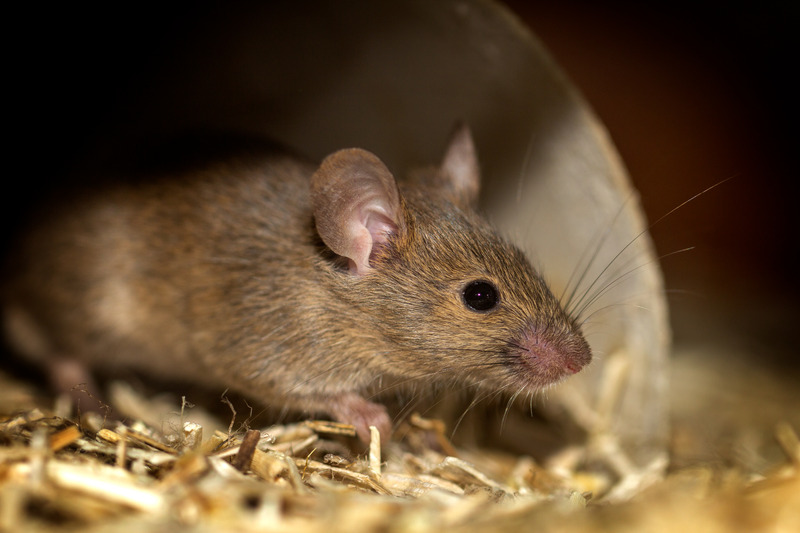 Service de dératisation / dé-sourisation - élimination des rats et souris